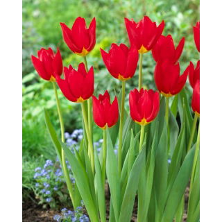 Tulipan Wisley - 5 szt.