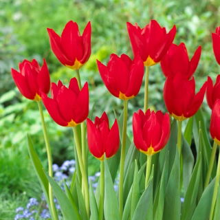 Tulipan Wisley - 5 szt.