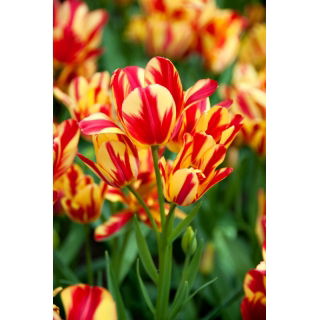 Tulipan Wonder Club - 5 szt.