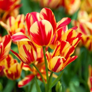Tulipan Wonder Club - duża paczka! - 50 szt.