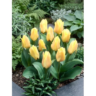 Tulipan Mieke Telkamp - 5 szt.