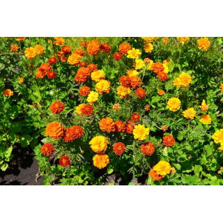 Aksamitka rozpierzchła - Tagetes patula - mieszanka - nadaje się również na poplon - 1 kg
