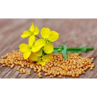 Gorczyca sarepska - 1 kg