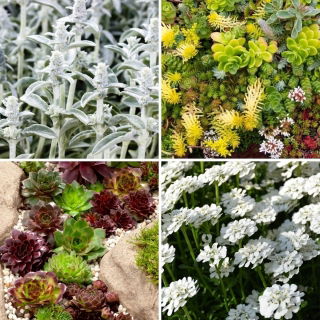 Kwiaty na skalniak - zestaw 4 odmian nasion