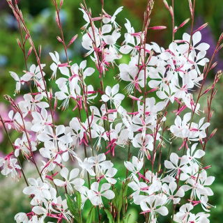 Gaura - Gaura lindheimeri