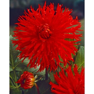Dalia - Apache