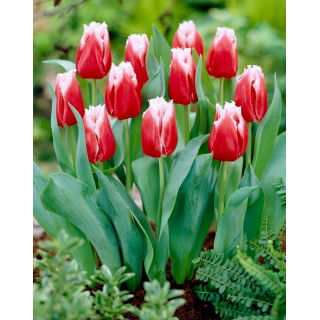Tulipan Canasta - duża paczka! - 50 szt.