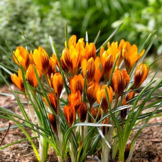 Krokus Orange Monarch - GIGA paczka! - 500 szt.