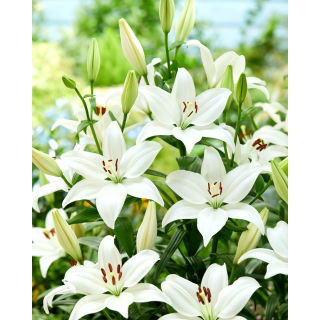 Lilia - Bright Diamond - GIGA paczka! - 50 szt.