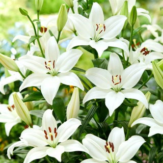 Lilia - Bright Diamond - GIGA paczka! - 50 szt.