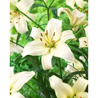Lilia - Pearl White - GIGA paczka! - 50 szt.