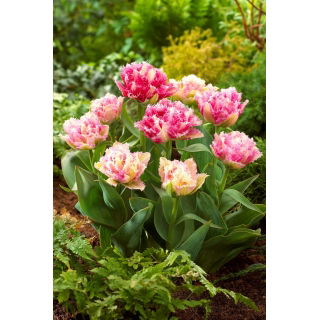 Tulipan Cool Crystal - duża paczka! - 50 szt.