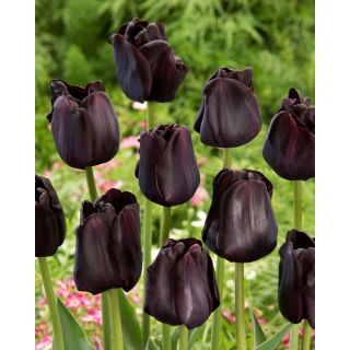 Tulipan Paul Scherer - GIGA paczka! - 250 szt.