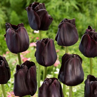 Tulipan Paul Scherer - GIGA paczka! - 250 szt.