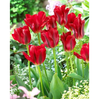 Tulipan Red Springgreen - 5 szt.