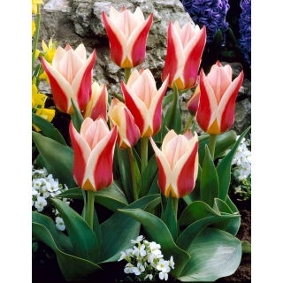 Tulipan Rosanna - GIGA paczka! - 250 szt.