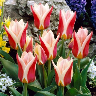 Tulipan Rosanna - GIGA paczka! - 250 szt.