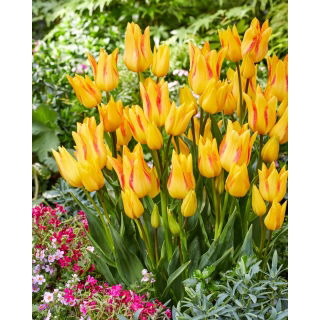 Tulipan Royal Georgette - duża paczka! - 50 szt.