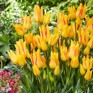 Tulipan Royal Georgette - GIGA paczka! - 250 szt.