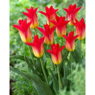 Tulipan Royal Gift - GIGA paczka! - 250 szt.
