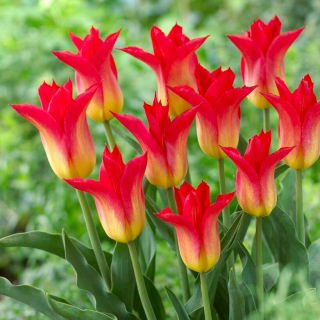 Tulipan Royal Gift - GIGA paczka! - 250 szt.