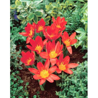 Tulipan Scarlet Baby - duża paczka! - 50 szt.