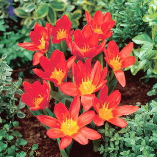 Tulipan Scarlet Baby - 5 szt.