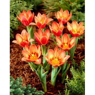 Tulipan Shakespeare - 5 szt.
