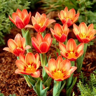 Tulipan Shakespeare - 5 szt.
