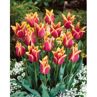 Tulipan Sonnet - duża paczka! - 50 szt.