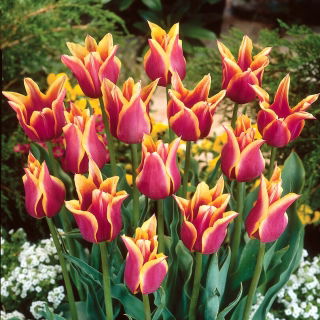 Tulipan Sonnet - duża paczka! - 50 szt.
