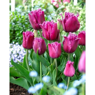 Tulipan Traveller - 5 szt.