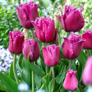 Tulipan Traveller - 5 szt.