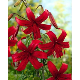 Lilia tygrysia - Red Velvet - GIGA paczka! - 50 szt.