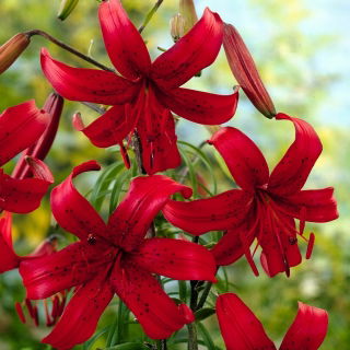 Lilia tygrysia - Red Velvet - GIGA paczka! - 50 szt.