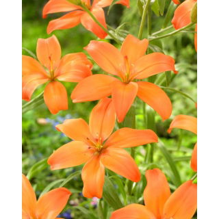 Lilia - Mandarin Star - bezpyłkowa, idealna do wazonu!