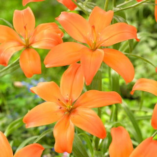 Lilia - Mandarin Star - bezpyłkowa, idealna do wazonu! - duża paczka! - 10 szt.
