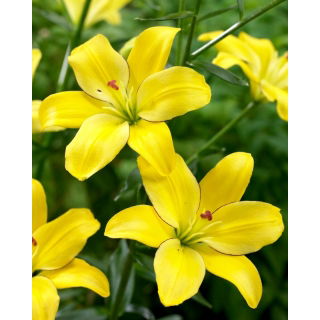 Lilia - Yellow Cocotte - bezpyłkowa, idealna do wazonu! - GIGA paczka! - 50 szt.