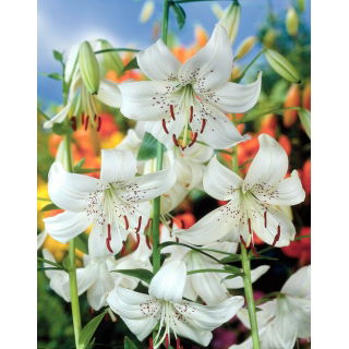 Lilia tygrysia - White Twinkle - GIGA paczka! - 50 szt.