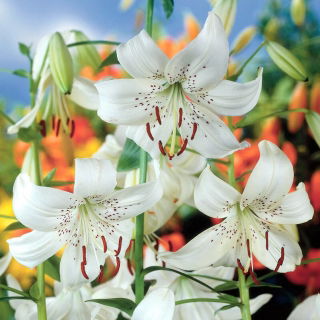 Lilia tygrysia - White Twinkle