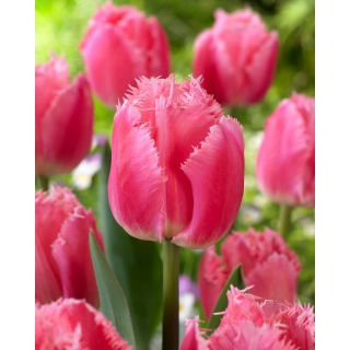 Tulipan Cacharel - 5 szt.