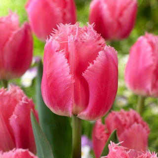 Tulipan Cacharel - 5 szt.