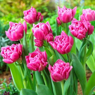 Tulipan Dior - duża paczka! - 50 szt.