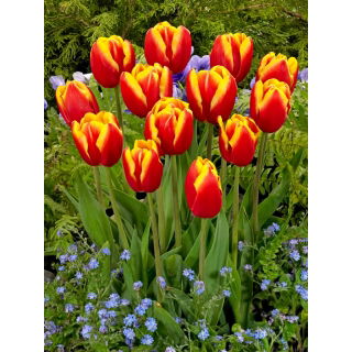 Tulipan Dow Jones - GIGA paczka! - 250 szt.