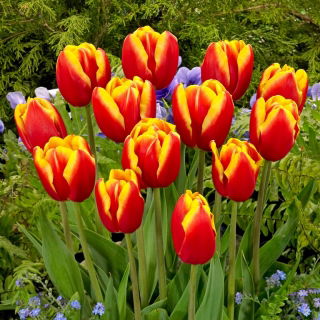 Tulipan Dow Jones - GIGA paczka! - 250 szt.