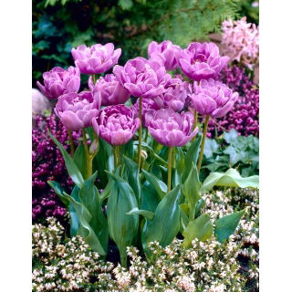 Tulipan Lilac Perfection - duża paczka! - 50 szt.
