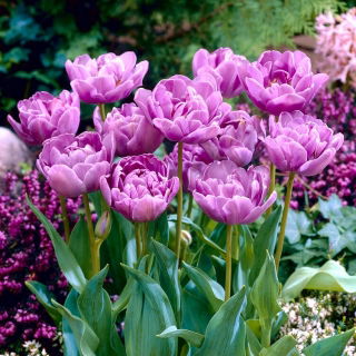 Tulipan Lilac Perfection - GIGA paczka! - 250 szt.