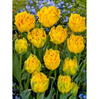 Tulipan Mon Amour - duża paczka! - 50 szt.