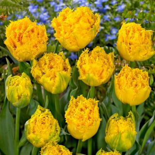 Tulipan Mon Amour - duża paczka! - 50 szt.