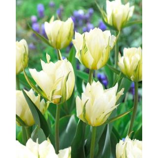 Tulipan White Valley - duża paczka! - 50 szt.